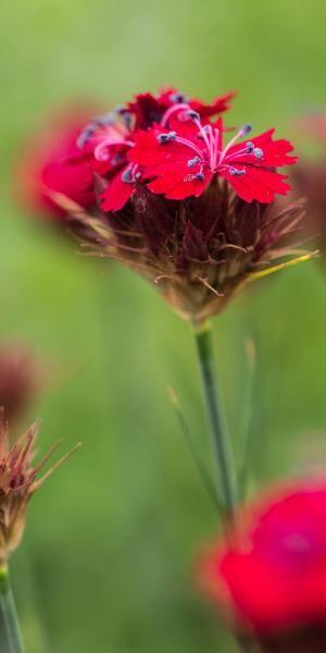 Dianthus cruentus