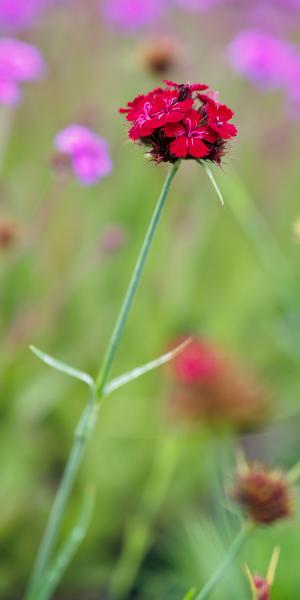 Dianthus cruentus