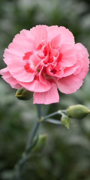 DIANTHUS 'Doris'