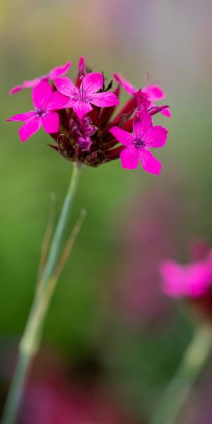 DIANTHUS giganteus