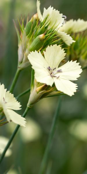 DIANTHUS knappii