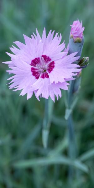 DIANTHUS 'Old Clove'