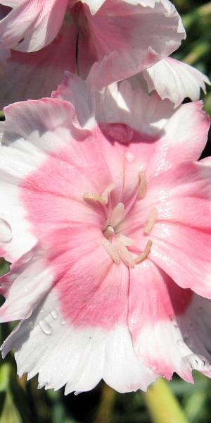 DIANTHUS 'Old Square Eyes' 