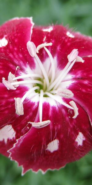 DIANTHUS 'Rosy's Mum'