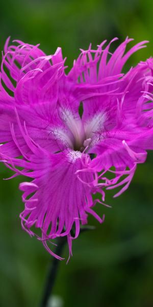 DIANTHUS superbus 'Primadonna'