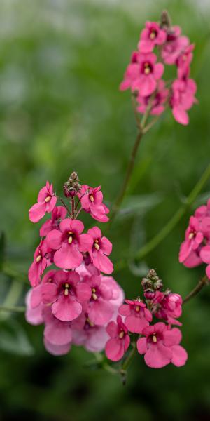 Diascia ‘Hopleys’