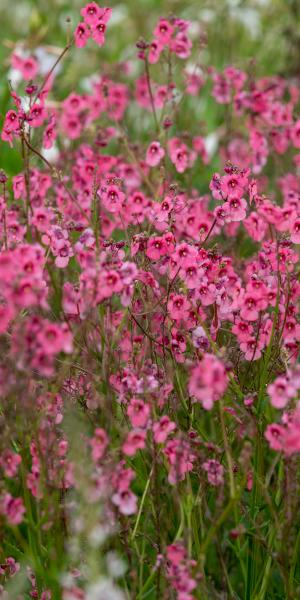 Diascia ‘Hopleys’