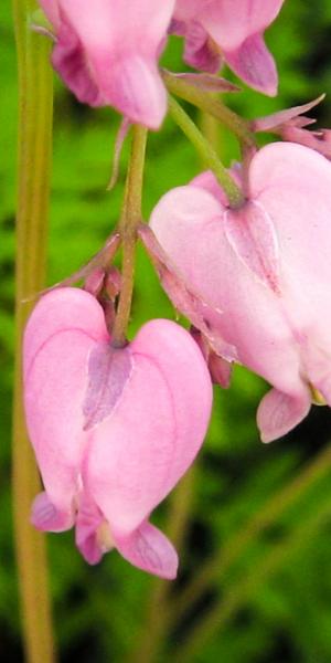 Dicentra formosa