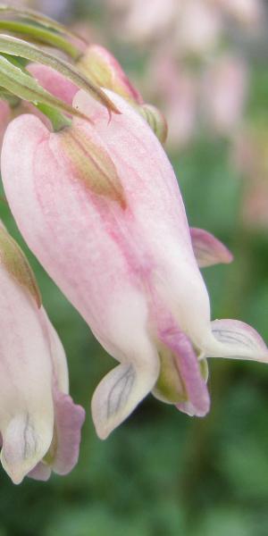 DICENTRA 'Stuart Boothman'