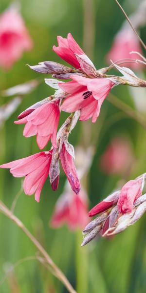 DIERAMA igneum