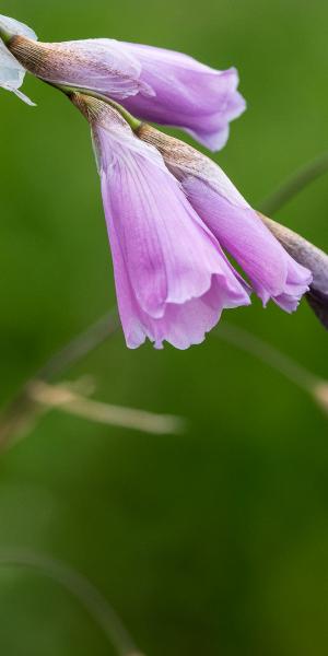 DIERAMA pulcherrimum