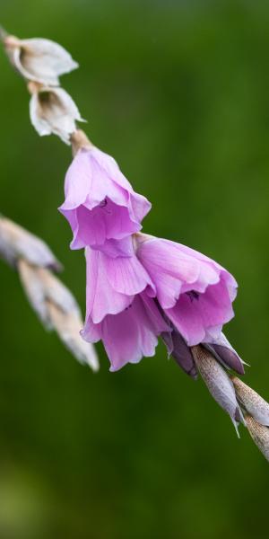 DIERAMA pulcherrimum