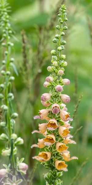 DIGITALIS ferruginea