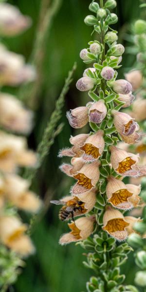 DIGITALIS ferruginea