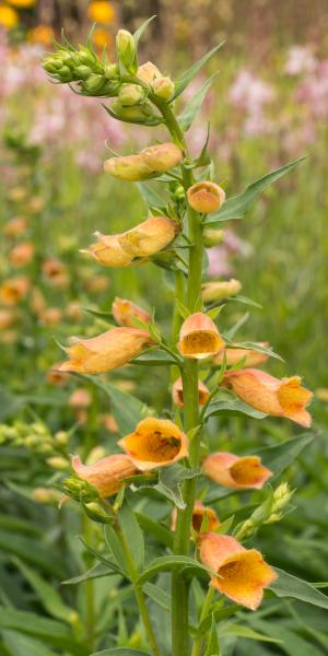 DIGITALIS 'Goldcrest' 