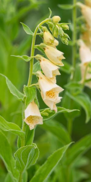 DIGITALIS grandiflora