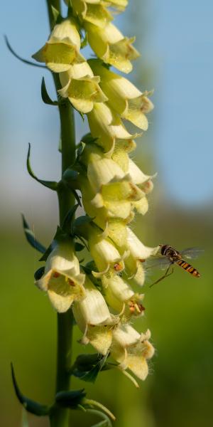 DIGITALIS lutea