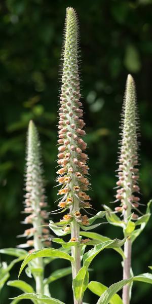 DIGITALIS parviflora