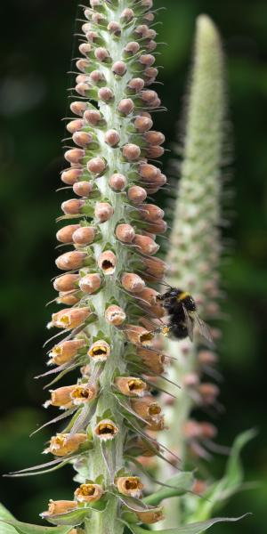 DIGITALIS parviflora