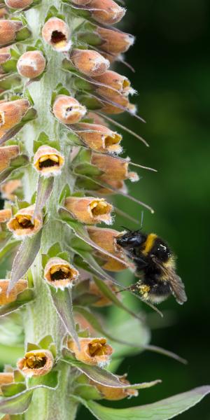 DIGITALIS parviflora