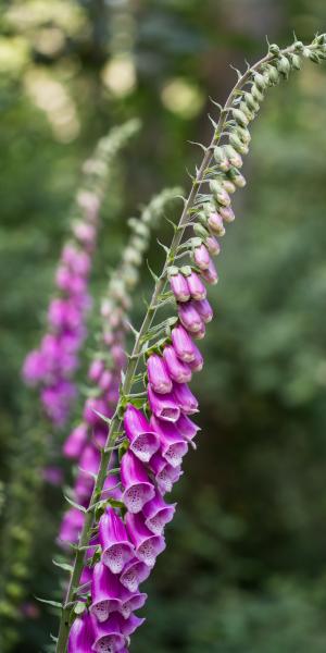 DIGITALIS purpurea