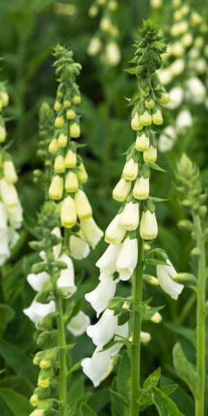 DIGITALIS purpurea f. albiflora