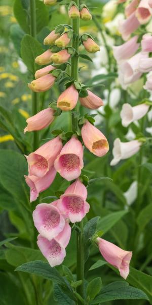 DIGITALIS purpurea 'Sutton's Apricot' 