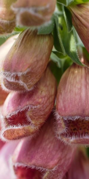 DIGITALIS x mertonensis