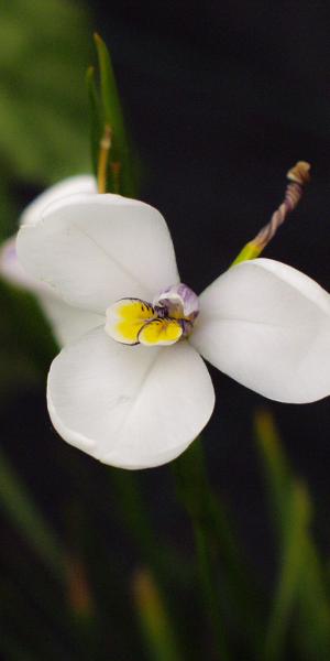 DIPLARRENA moraea