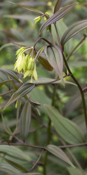 DISPORUM longistylum 'Green Giant'