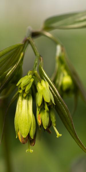 DISPORUM longistylum 'Green Giant'