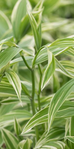 DISPORUM sessile 'Robustum Variegatum'