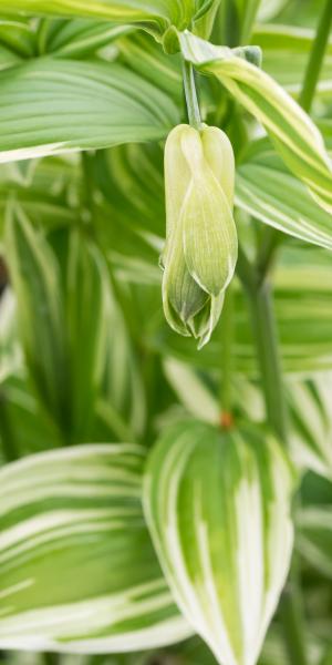 DISPORUM sessile 'Robustum Variegatum'