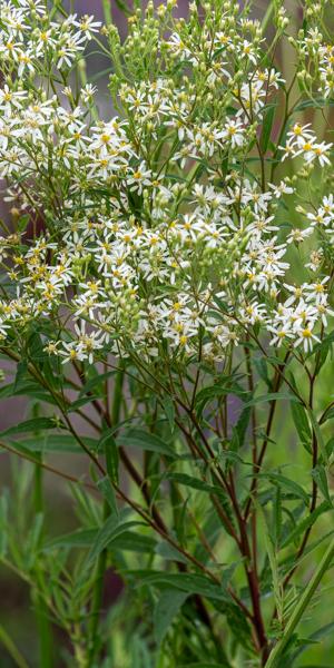 Doellingeria  umbellata