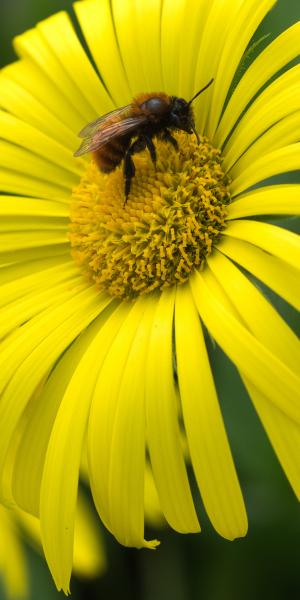 DORONICUM x excelsum 'Harpur Crewe'