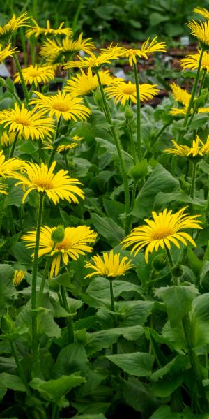 DORONICUM x excelsum 'Harpur Crewe'