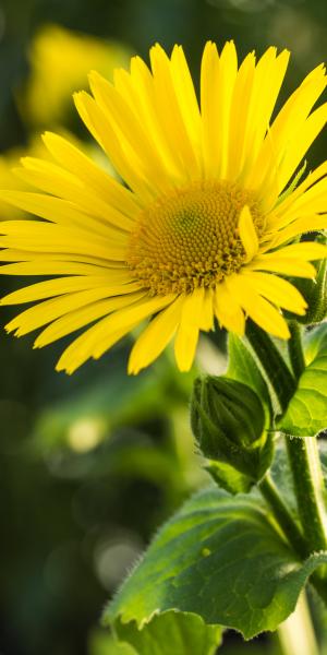 DORONICUM x excelsum 'Harpur Crewe'