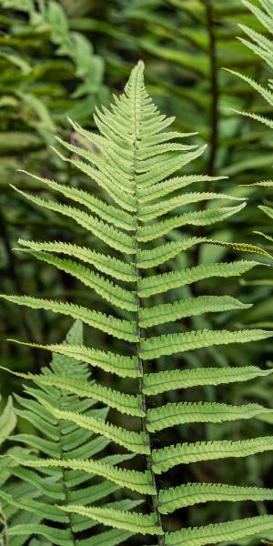 Dryopteris atrata (Wall. ex Kunze) Ching