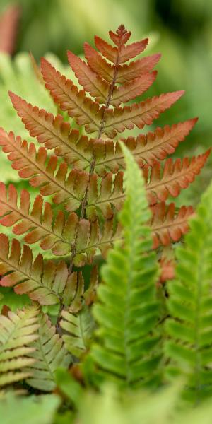 Dryopteris erythrosora