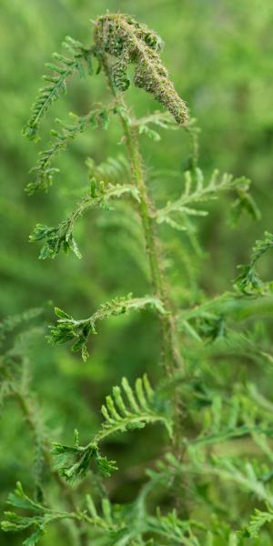 DRYOPTERIS filix-mas 'Linearis Polydactyla'