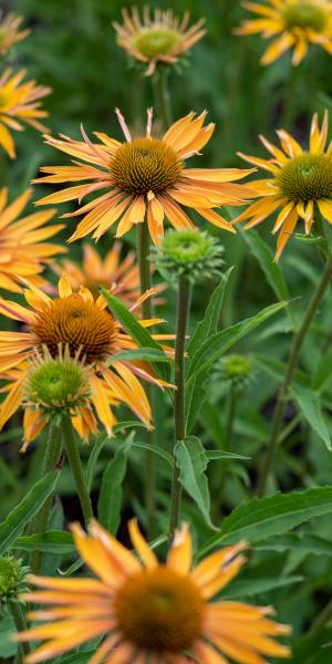 ECHINACEA 'Big Kahuna'