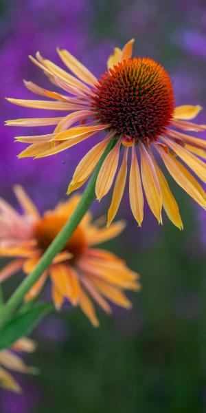 ECHINACEA 'Big Kahuna'