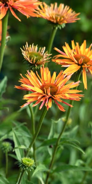 ECHINACEA 'Big Kahuna'