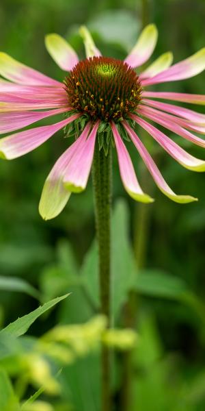 Echinacea 'Choco Green'