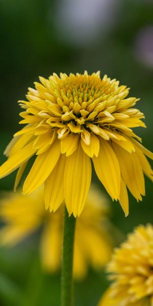 Echinacea Eccentric Yellow ('Noectwo'PBR) (d)