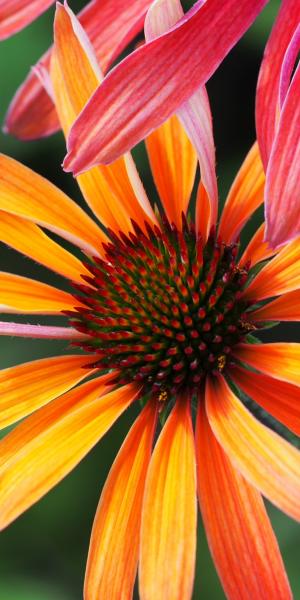 ECHINACEA 'Hot Summer'