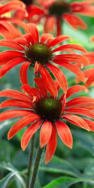 ECHINACEA Julia