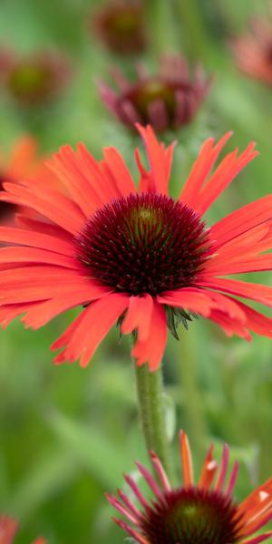ECHINACEA 'Orange Skipper' (Butterfly Series)