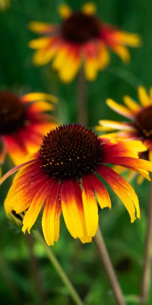 Echinacea Parrot