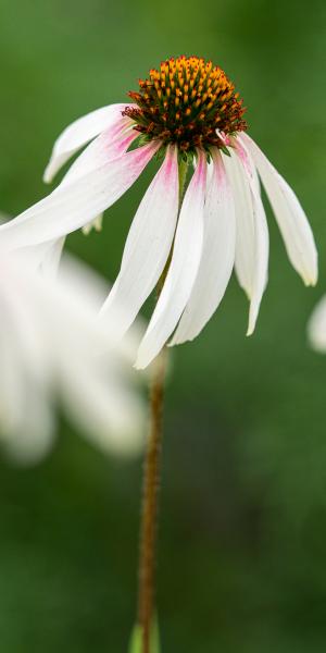 Echinacea 'JS Engeltje'